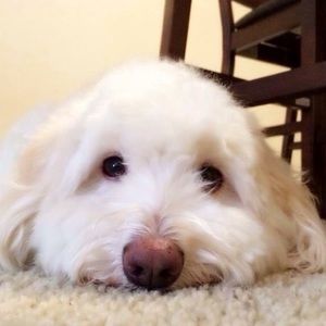 Meet your Posher, Jing